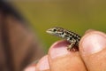 Herpetologist holding balkan wall lizard Royalty Free Stock Photo