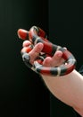 A herpetologist holds a small nonvenomous Kingsnake in a zoo Royalty Free Stock Photo