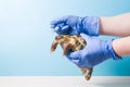 Herpetologist`s veterinarian gives a drop of medicine from a pipette to a land tortoise