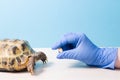 herpetologist veterinarian gives pill medicine or vitamins to land tortoise, Royalty Free Stock Photo