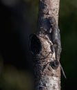 Herping Eastern Fence Lizard in Central Florida Royalty Free Stock Photo