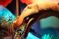 Herrerasaurus Royalty Free Stock Photo