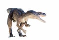Restoration of a Herrerasaurus (Herrerasaurus ischigualastensis) dinosaur isolated Royalty Free Stock Photo