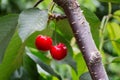 ÃÂ¡herries tree, cherries with green foliage Royalty Free Stock Photo