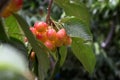 ÃÂ¡herries tree, cherries with green foliage Royalty Free Stock Photo