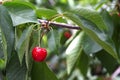 ÃÂ¡herries tree, cherries with green foliage Royalty Free Stock Photo