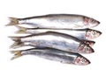 Herring Royalty Free Stock Photo