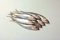 Herring or Baltic herring (Clupea harengus membras) on a white background Royalty Free Stock Photo