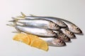 Herring or Baltic herring (Clupea harengus membras) on a white background Royalty Free Stock Photo