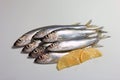 Herring or Baltic herring (Clupea harengus membras) on a white background Royalty Free Stock Photo