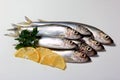 Herring or Baltic herring (Clupea harengus membras) on a white background Royalty Free Stock Photo