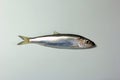 Herring or Baltic herring (Clupea harengus membras) on a white background Royalty Free Stock Photo