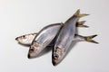 Herring or Baltic herring (Clupea harengus membras) on a white background Royalty Free Stock Photo