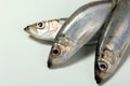 Herring or Baltic herring (Clupea harengus membras) on a white background Royalty Free Stock Photo