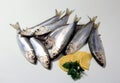 Herring or Baltic herring (Clupea harengus membras) on a white background Royalty Free Stock Photo