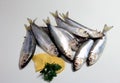 Herring or Baltic herring (Clupea harengus membras) on a white background Royalty Free Stock Photo