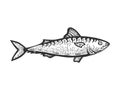 Herring Clupea fish sketch engraving vector