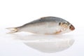 Herring fish Royalty Free Stock Photo