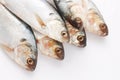 Herring fish Royalty Free Stock Photo