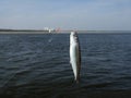 Herring fish Royalty Free Stock Photo