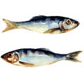 Herring fish. watercolor painting Royalty Free Stock Photo