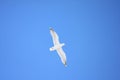 Herring/Glaucous hybrid seagull on azure blue sky