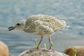 Herring Gull