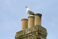 Herring Gull