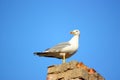 Herring-gull Royalty Free Stock Photo