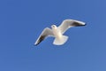 Herring gull