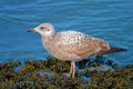 Herring Gull Royalty Free Stock Photo