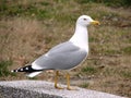 Herring-gull Royalty Free Stock Photo