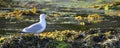 Herring gull on alga Royalty Free Stock Photo