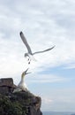 Herring Gull attacking Gannet Royalty Free Stock Photo