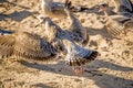 Herring gull on a beach of the Baltic sea in the evening sun Royalty Free Stock Photo