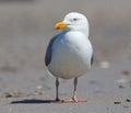 Herring gull at beach of German island Dune near Helgoland