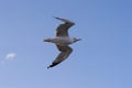 Herring Gull bird flying in a blue sky Royalty Free Stock Photo