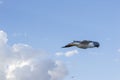 Herring Gull bird flying in a blue sky Royalty Free Stock Photo
