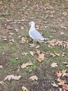 Herring Gull Bird Montreal Park downtown Quebec