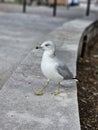 Herring Gull Bird Montreal Park downtown Quebec