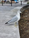 Herring Gull Bird Montreal Park downtown Quebec