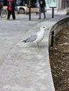 Herring Gull Bird Montreal Park downtown Quebec