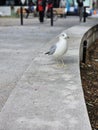 Herring Gull Bird Montreal Park downtown Quebec