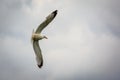 Herring gull cflying Royalty Free Stock Photo