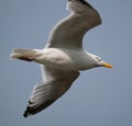 Herring gull at the chalk cliffs of east Yorkshire, Uk.