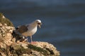 Herring gull on a cliffs edge with mouth open making its cry