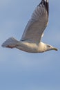 Herring Gull close-up in flight. Seagull flying side view Royalty Free Stock Photo