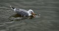 Herring gull with a fish in his beak Royalty Free Stock Photo
