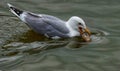 Herring gull with a fish in his beak Royalty Free Stock Photo