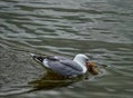 Herring gull with a fish in his beak Royalty Free Stock Photo